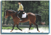 English Horseback Riding lessons & Summer Camps NC SC